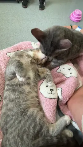 The little stank face #cats #catsoftiktok 