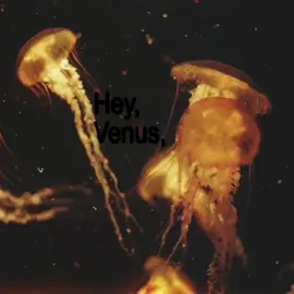 Venus - Frankie Avalon.             #venus #music #lyrics_songs #moodboard #dexter 