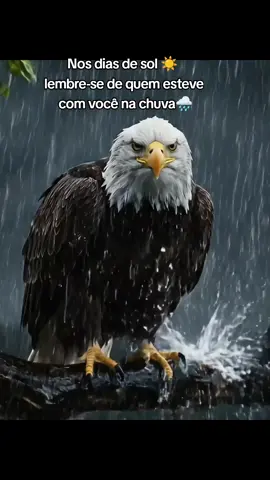 tapinha nas costas quando tudo vai bem é fácil... nos dias de lutas que eu quero ver me abraçar... #ForçaNaTempestade #ÁguiaNaChuva #MensagemForte #ResiliênciaVisual #VL3Impacto #PoderSilencioso #NaturezaForte #ChuvaCinematográfica #VídeoEmocional #SabedoriaAnimal 