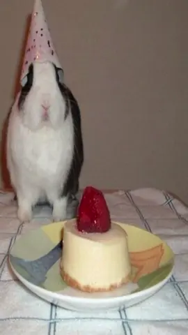 #bunny #bunnies  #rabbitsoftiktok 