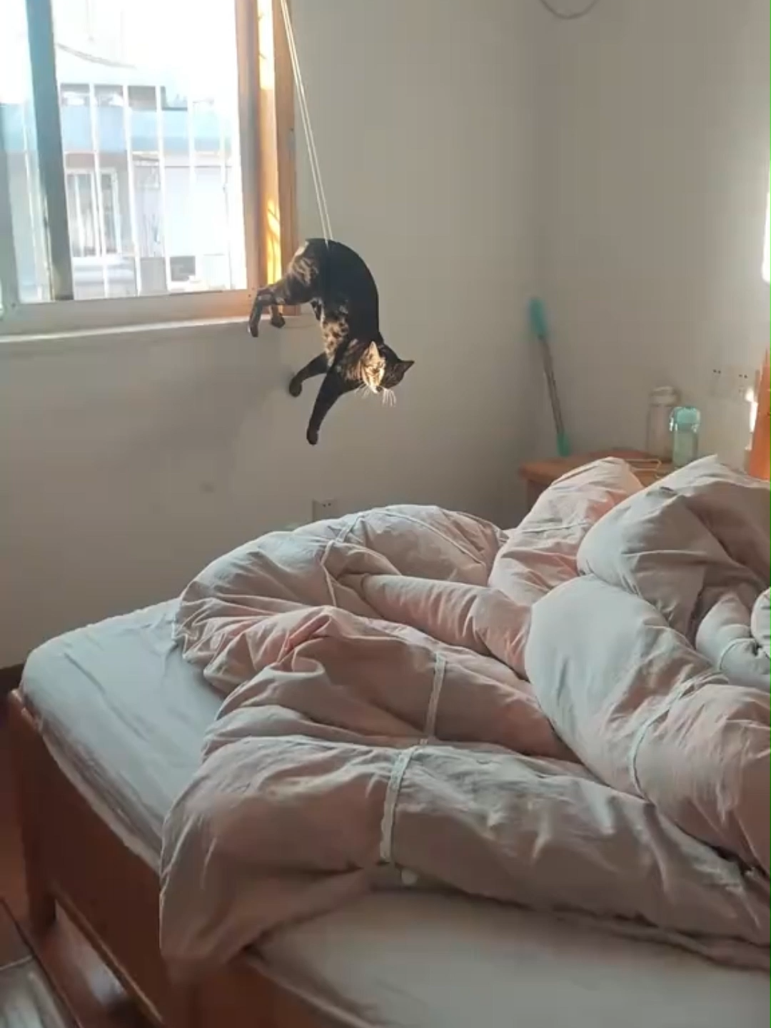 cats #catsoftiktok #catmemes #catlovers #foryoupage #catcore #fyp