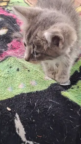 Mouse still isn't well. He came in with eye issues, more specific, conjunctivitis.  Mouse has horrible diarrhea. We're working on that.  He's just 1 of 2 that are being syringe fed because they're not wanting to eat. Mouse is the sweetest baby ever. #kitten #kittenrescue #kittenseason #rescueanimals #kittensoftiktok #kittensoftn #kittens #rescuekitten #kittentok 