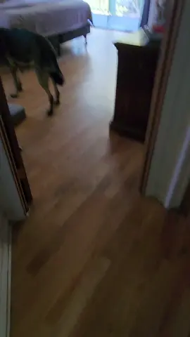 #attention #dogsoftiktok 