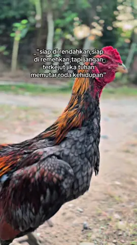 2 bulan lagi kita akan menari di atas arena#pama #ayampama #antilock #storyayam #pamagon #fypage 