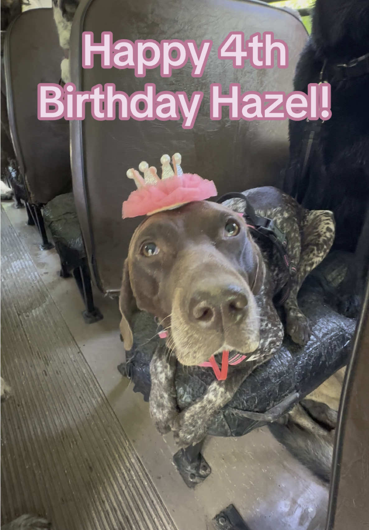 Happy 4th Birthday Hazel! 🩷🐾 #dogbirthday #dogbirthdayparty #dogpack #dogsnacks #germanshorthairedpointer 