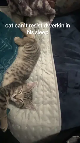 maximum dwerk output!!!!🥹🥹🥹#yuji #kittensoftiktok #kitten #dwerk 