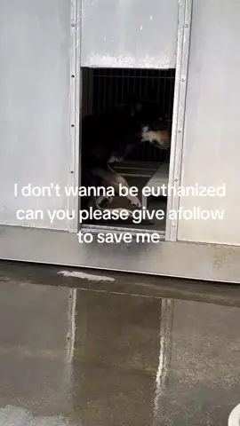 Update: Rescued.  🚨 HAIL MARY!! MARICELA WILL BE KILLED TODAY 5/12/25 @ 2PM IF NO RESCUE IS FOUND! Please share for foster! I adore this girl. She’s sat in her kennel quietly for over a month. She doesn’t make a peep. She takes treats gently and she just likes having someone to sit with her. She doesn’t deserve to die today. Please share Maricela 😭 Maricela’s world is a small, noisy kennel, where the sounds of barking and footsteps are her constant companions. She’s just two years old, but the weight of her circumstances has aged her. For over a month, she’s waited for a chance at a better life, her eyes holding onto the hope that someone will see her, truly see her, beyond the kennel walls. The recent dog test, which labeled her as dog aggressive, feels like a harsh judgment based on a single moment of fear. Maricela’s growl was a cry for help, a desperate attempt to protect herself in an overwhelming situation. Now, as the shelter’s resources dwindle and interest wanes, her time is running out. The clock ticks closer to 2 PM, and with each passing moment, Maricela’s future grows more uncertain. Can we rewrite her story and give her a second 