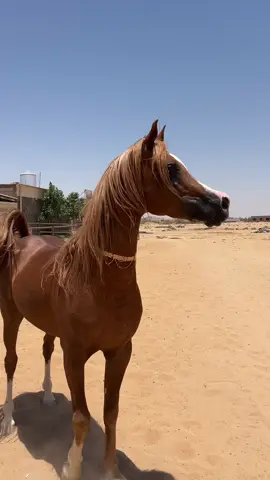 لزاز 🤎🤎. #tabuk #تبوك #لزاز #مشاءالله #مربط_حسمى 