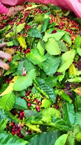 chuẩn bị tinh thần hái cà phê chưa anhem Đăk Lăk 🥰 #daklak #daklakquetoi #xuhuong #xhhh #haicafe #caphe #taynguyen #dongdoi #fypシ 