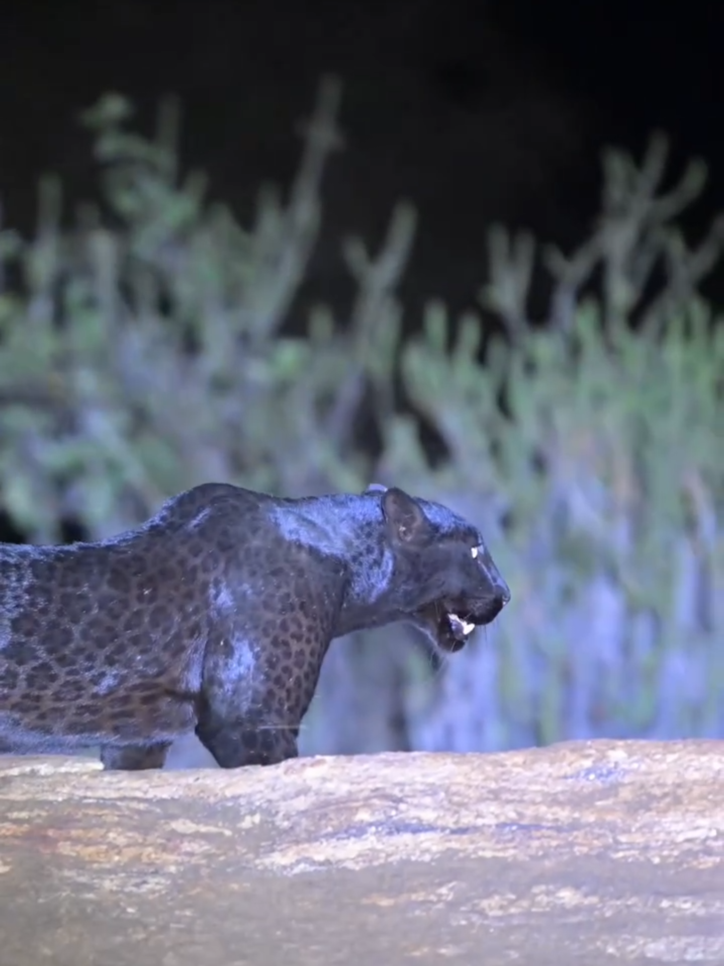 At night in Laikipia… the black leopard reveals her secrets. She may look jet black in the daylight, but under the spotlight, those iconic leopard rosettes shine through. How awesome is that?! What we are seeing here is melanism, a genetic variation caused by a recessive allele, which leads to an overproduction of pigment. But here is the wild part: just because this leopard is black doesn’t mean her cubs will be. Melanism isn’t automatically passed down, both parents must carry the gene. It’s rare. It’s beautiful. And it’s a genetic jackpot for camouflage under the cover of night. She is such an incredible hunter, I have witnessed it on numerous occasions first hand!  wildlife_ley  #BlackLeopard #Laikipia #WildlifePhotography #BlackPanther #LeopardSpotting #RareSightings #Panthera #Melanism #KenyaWildlife #NatureGram #WildlifePlanet #IntoTheWild #CatsofInstagram #WildlifeOneEarth #BigCatsOfTheWorld #WildlifePerfection #NatureGeography #NightSafari #RosettesRevealed #NatGeoWild #AnimalPlanet #BBCWildlife #WildlifeSeekers #RawWildlife #PhotographersOfAfricavideo #fy #fyp #fyf #foryou #fypシ #fypシ゚viral #parati