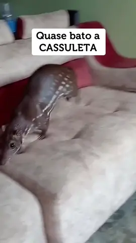 #lar #casa #animal #domesticado #domestico #paca #mansa #criada #quintal 