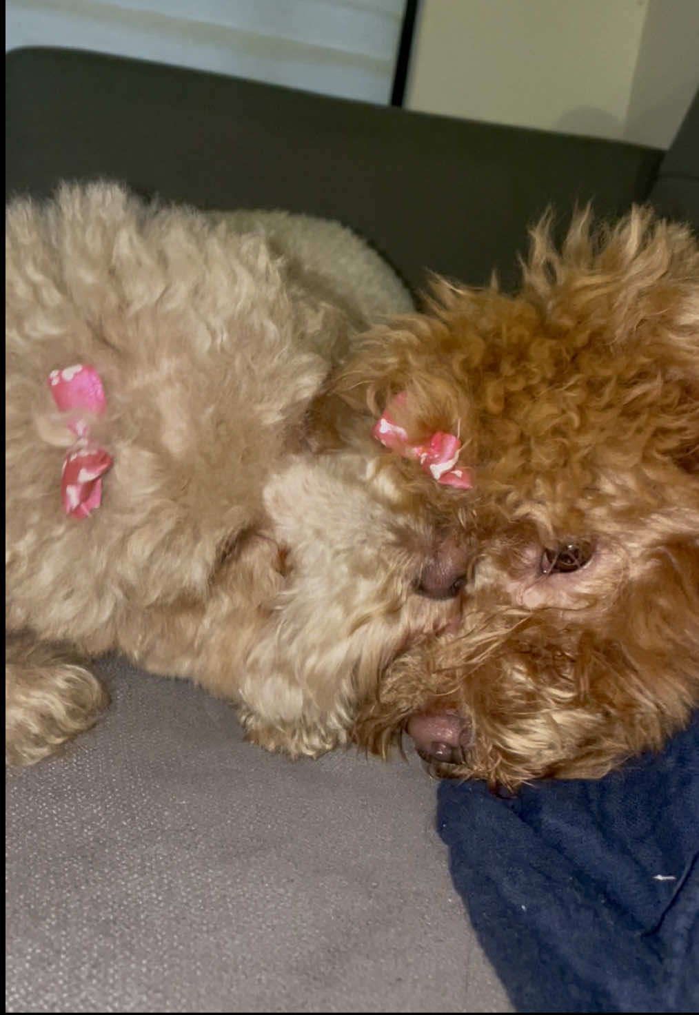 Cuánto amor le da Miley a Niki…  Una mamita tan buena, dulce y amorosa. 🐶💖  #d#dogd#dogsd#dogloverd#dogshortsp#petsp#petp#puppyd#doglifed#dogvideosp#puppyd#dogsd#dogsoftiktokp#puppyb#babiesl#Lovel#laughterv#viralvideosl#loveyouk#kissesr#Relationshipp#puppym#miraflores_lima_perus#sanisidroa#arequipav#viralvideosp#perul#limaP#PetLove#P#PetParents#D#DogsOfInstagram#C#CatLoversF#FamilyFun#F#FamilyTime#P#ParentingTips#momlife 