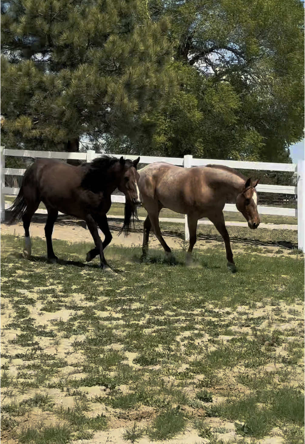 This has definitely been our best year. From buying our first house ever, being able to get a place with a barn and acres, buying some of the best horses and an amazing prospect, our first foal due in 2026, our babies enjoying every single minute and our marriage thriving, what else can we ask for? ❤️ #lovelife #ranchlife #horses #property #homeowner #homestead