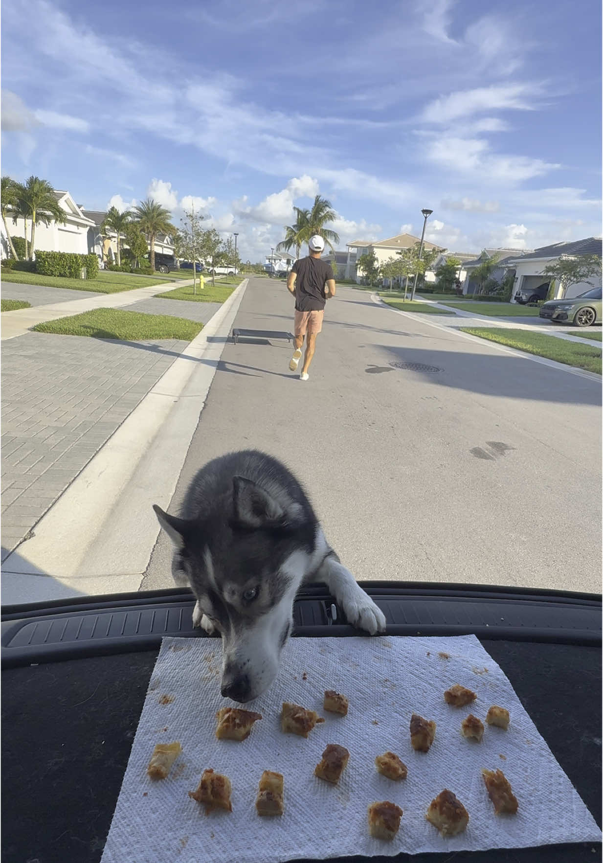 The game is over when Blue says it’s over…  #dogsoftiktok #dogsoftiktokviral #husky #huskies #dog #dogs 