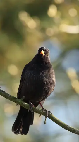 Beautiful Black bird singing. #birds #birdsvoice #beautifull #birdssinging #nature #beautifull #birdslover #beautifullbirds #singing #wildnature #wildlife #wild #peacefull #relaxing #loving #bird #viral #viralvedio #viraltiktok #100k #LearnOnTikTok #grow #tiktok #f #foryoupage #foryou #fyp.