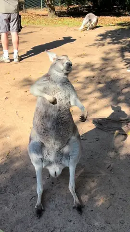 By now you should’ve somehow realised i’m a kangaroo @Oasis   #kangaroo #wallabies #australia #steveirwin #zoo #oasis #rockstar