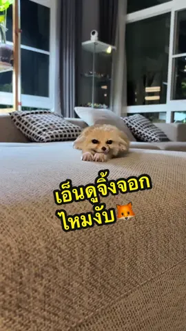 น่าย้ากกลูกชายมี๊🦊 #วิลเลี่ยมหมาขี้อ้อน🐶 #วิลเลี่ยมหมาดื้อ🐶 #fennecfox #จิ้งจอกทะเลทราย #เฟนเนคฟอค #คุณชายวิลเชี่ยม 