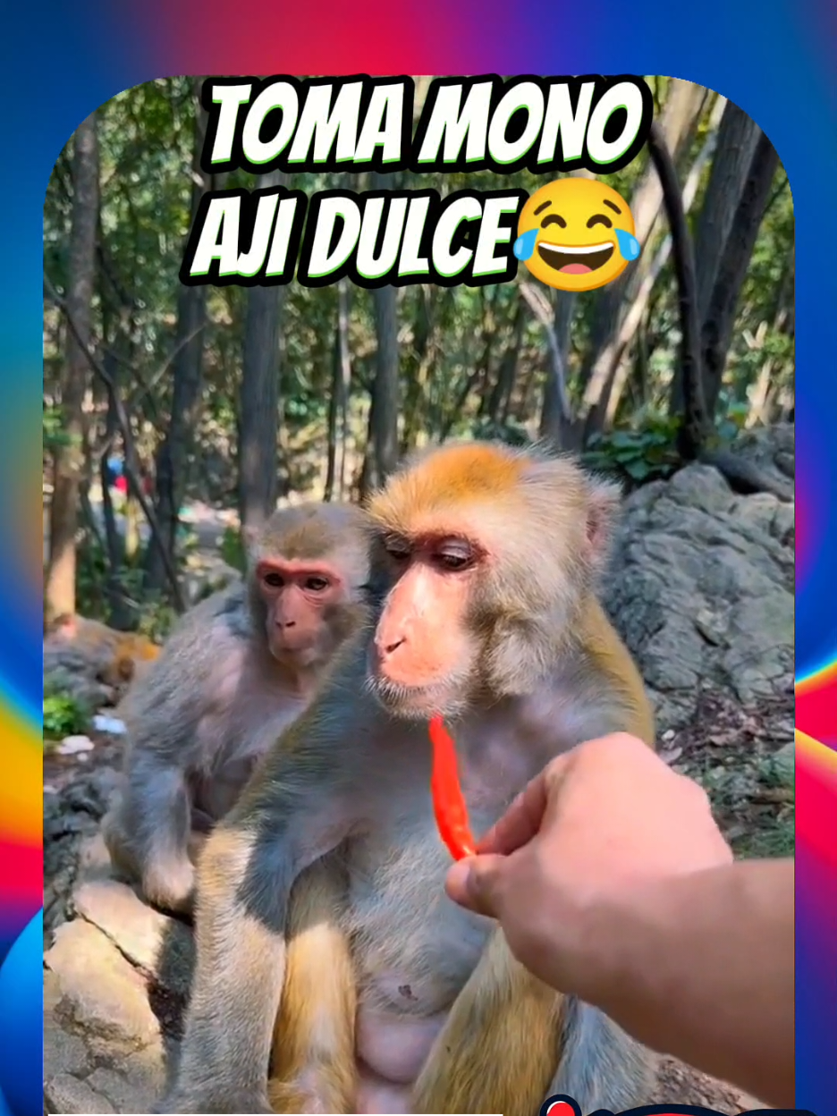 Este Mono si da Risa Animales Graciosos  #doblajesgraciosos #doblajevenezolano #paratii #doblajes #animalesgraciosos #animales 