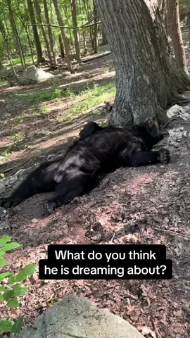 We don’t know what this big bear is dreaming about!  So please share your favorite dream here (or nightmare) here! Don’t hold back🤣 #bear #animals #wildlife #fypシ #pet #Love #dream 