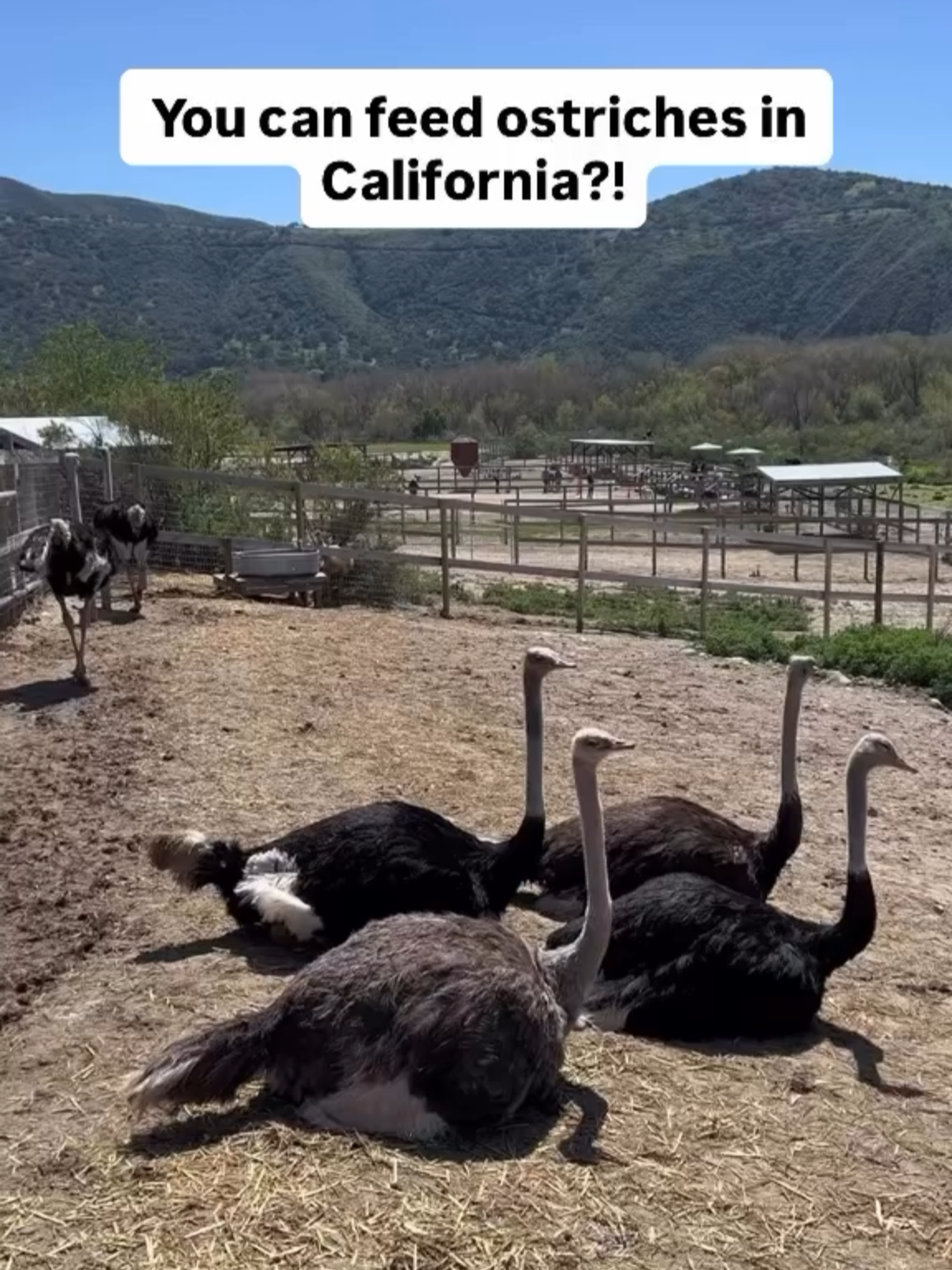 Ever wanted to feed a giant bird with dinosaur vibes? 🦕🪶 Ostrichland USA is a must-visit pit stop near Solvang! For just $7 you can get up close (and a little nervous 👀) with ostriches and emus. 🗺️ Location: Buellton, CA (near Solvang) 🎟️ $7 adult admission + $1 feed bucket 📸 Funny + chaotic content guaranteed #ostrichland #thingstodo #solvang #summertrip #losangeles #ostrich #mysecretla #escapes