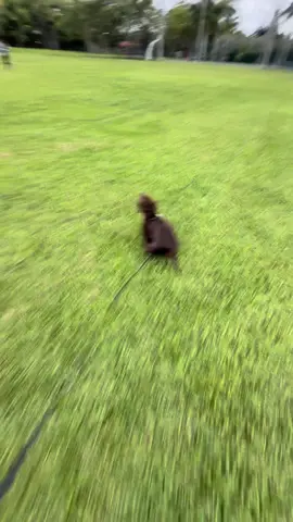 humanity's strongest soldier #dawg #aot #wienerdog #noahthebestdog #anime #mysoldiersrage 