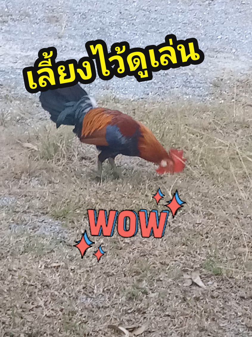 #วันละนิด #สัตว์เลี้ยงบ้านฉันเอง #คนบ้าไก่#
