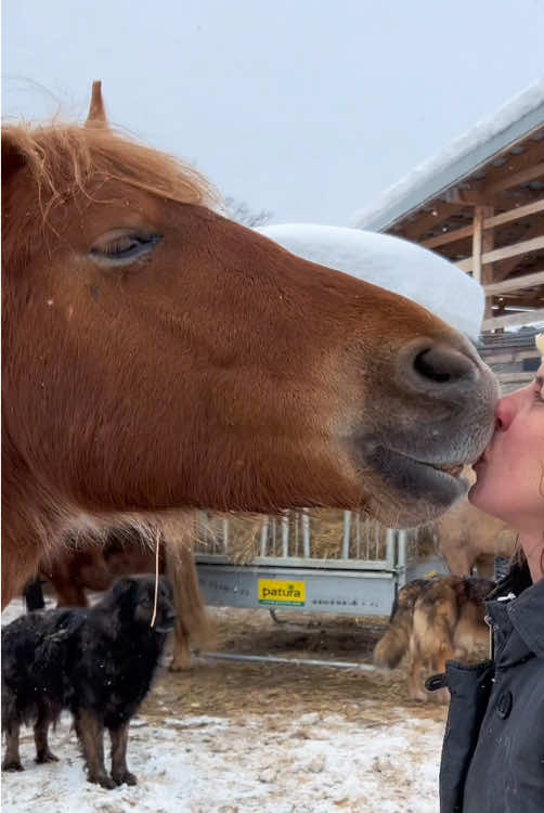 Horses are seriously fascinating animals. 🥰🥰#horse #horsesoftiktok #usa #funny #funnyvideos #horses 