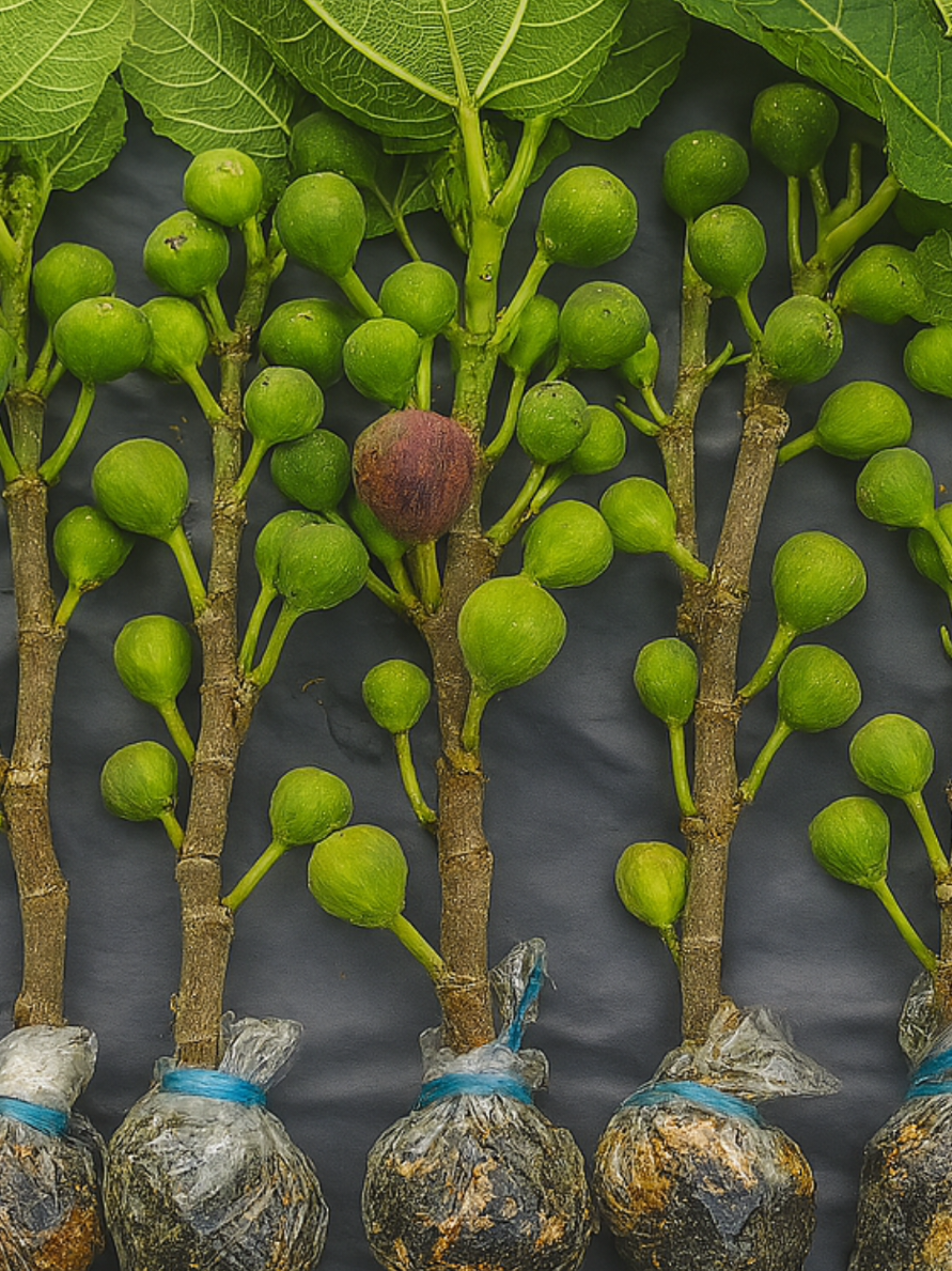 bibit buah red Israel #fypage #buahtin 