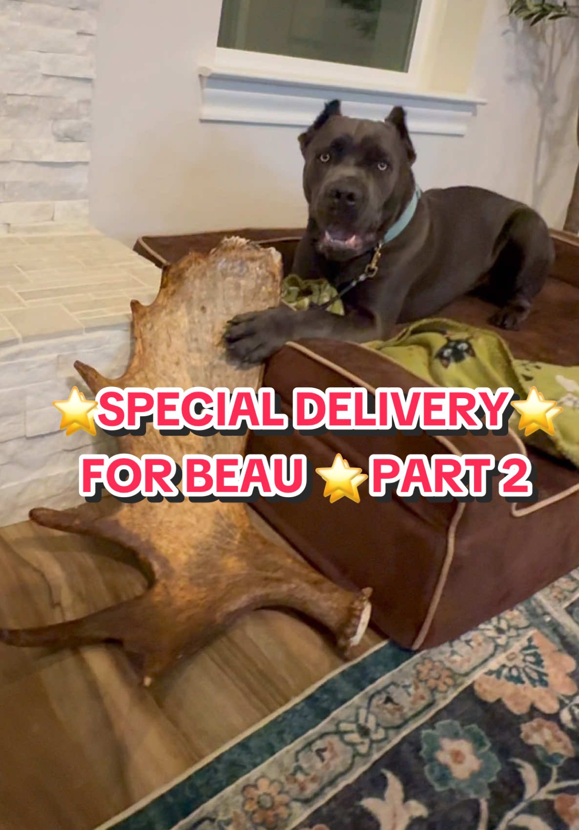 ⭐️SPECIAL DELIVERY FOR BEAU⭐️ PART 2⭐️ THANK YOU @Allagash Antlers Shop 💚💖💚💖💚💖 #allagashantlers #beauthesilverbackgorilla #gifted #gift #antlers 