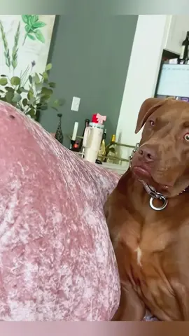 Dogs’ hilarious expressions 🐶🤣#funny #foryou #fpy #funnydog #dogsoftiktok 