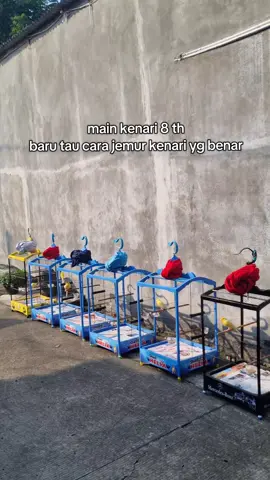 lakukan step by step dengan tepat, biar kenarimu tetap sehat🔥 . #kenari #kenarimaniaindonesia #kenarimania #kicau #kicaumania #kicaumaniaindonesia #fyp #xyzbca #DIY 