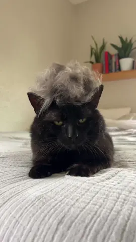 Mr. Moonpie #cat #catsoftiktok #cats #fyp 
