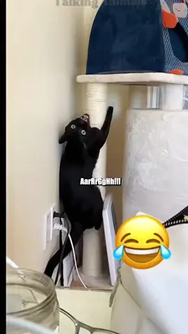 Try not to laugh : Animals Edition 🤣🤣🤣 #voiceover #dogsoftiktok #catsoftiktok #PetsOfTikTok 