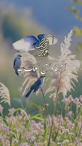 من أذكار الصباح ♡ اصبحنا واصبح الملك لله الحمدلله لا إله إلا الله وحده لا شريك له  له الملك وله الحمد وهو على كل شيء قدير ♡ بسم الله الذي لايضر مع اسمه شيء في الأرض ولافي السماء وهو السميع العليم ♡ سبحان الله وبحمده عدد خلقه  ورضا نفسه وزنة عرشه ومداد كلماته🤍#صباح_الخير #صباحكم_سعادهـ🌸🍃 