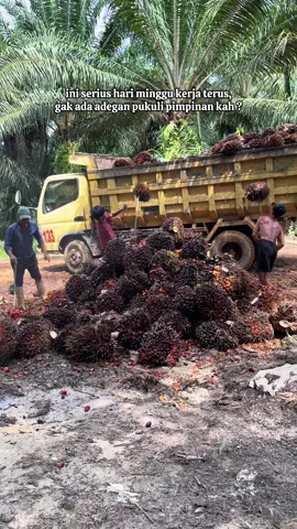 Pimpinan mengunjungi profil anda #fyp #sawitontiktok #sawit #sawitriau #sawitbalap 