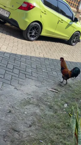 saya kembali lagi #foryou #fyp #akasak44 #penggunaring17 #beatesp 