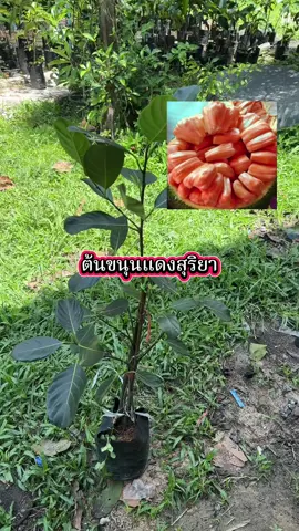 #ต้นขนุนแดงสุริยา 