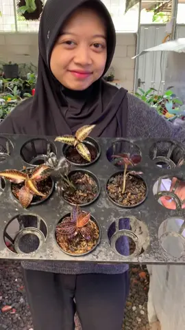 Let's see some types of dark leaf jewel orchids, I have a lot of stock on the farm🤗🤗🤗 if you want you can contact me on DM or Whatsapp +6285737632318 📦 Worldwide shipping from Indonesia #jewelorchid #anoectochilus #macodespetola #ludisiadiscolor #orchidlover #rareplants #terrariumplants            