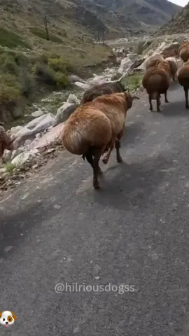 Sheep have a big butt 🐑 🐑🐑#usa_tiktok #foryou #fyp #funnysheep #sheep #cute #interesting #funnytiktok #funnysheepvideo 