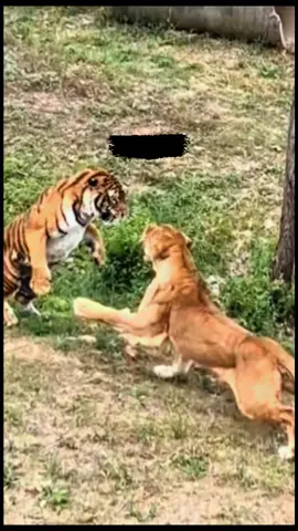 Lioness vs Tiger #lion #tiger #lionvstiger #singa #harimau 