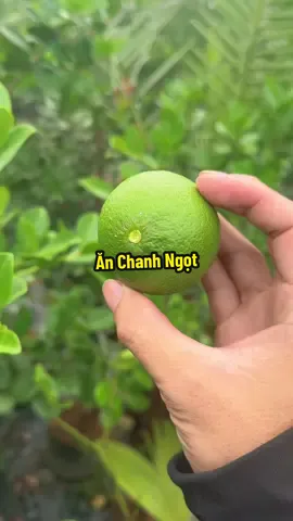 Ăn thử chanh ngọt độc lạ #hienonha 