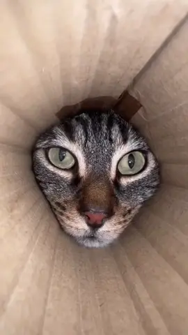 Let's get a little closer.#fyp #cat #funny 