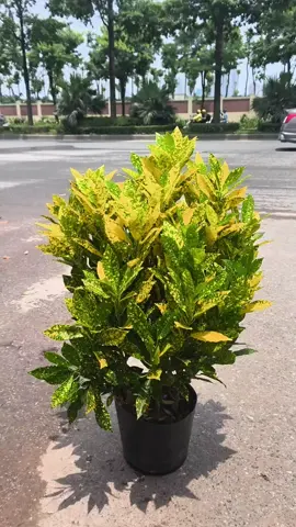 Cây vàng bạc( vàng anh) lá to. trồng decor ban công, sân vườn, tiểu cảnh, chịu nắng, lá vàng đẹp #caycanh #cayphongthuy #decor #nhacuadoisong #tiktokshop #xuhuong #thinhhanh #viralvideo 