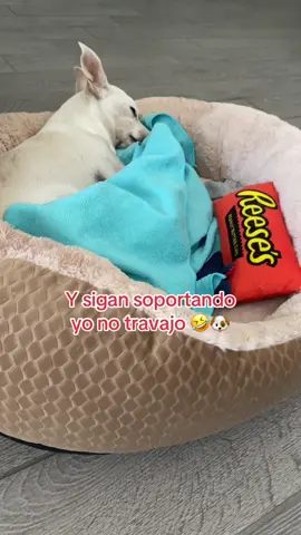 #paratiiiiiiiiiiiiiiiiiiiiiiiiiiiiiii🐶🥰🤣 