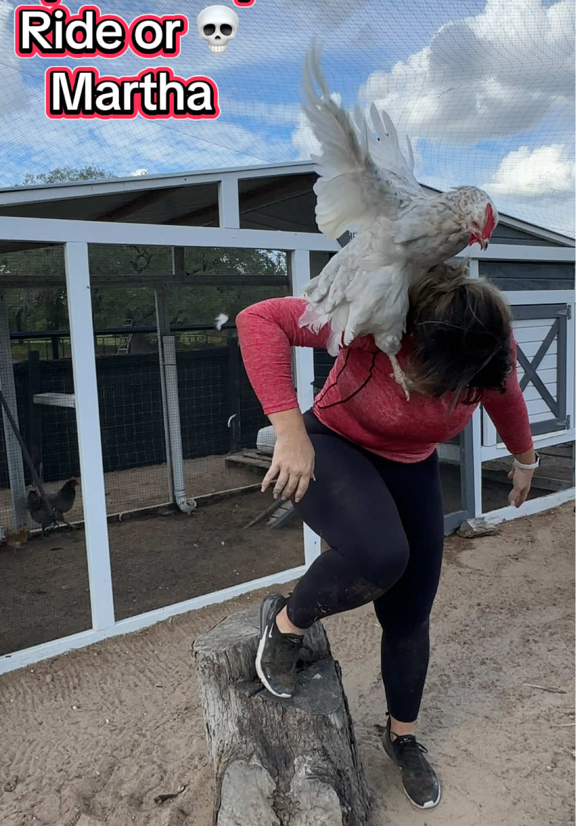 Martha is my OG and puts up with me very well 😅 #chickenmom #backyardchickens @Nicki Minaj #fyp 