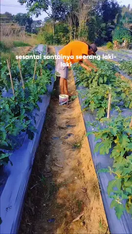 mulai panen  #wanitani #belajartani #petanimuda #petanimilenial #petanisayur #petaniindonesia🇮🇩🇮🇩🇮🇩🌿🌿fyp #petaniindonesia🇮🇩🇮🇩🇮🇩🌿🌿 
