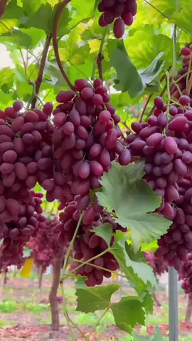 10 Jenis Anggur yang Rekomen Ditanam. Anggur saat ini, trending untuk para pecinta tanaman. Baik di perkotaan mau daerah-daerah, banyak yang sudah mulai-mulai melirik anggur sebagai tanaman penambah estetika di rumah. Peluang bisnisnya pun masif belakangan ini, terutama pembibitannya.   Jenis anggur apa saja yang mudah ditanam, dan memiliki nilai ekonomi tinggi? Yuk simak rekomendasi dari kami.   1. Anggur Jupiter. Di Indonesia, jenis anggur ini termasuk jenis anggur yang cukup mudah untuk ditanam dan dirawat. Membutuhkan waktu sekitar 105 hari dari tahap pemangkasan hingga buah siap petik. Dagingnya buahnya tebal terasa manis, bahkan tingkat kemanisannya bisa mencapai brix 21. 2. Anggur Transfigurasi. Jenis yang menjadi primadona di kalangan pecinta anggur. Keunggulannya, daging buah yang besar, tebal dan rasa manis yang khas, bisa mencapai brix 20-23. Anggur jenis ini punya tingkat adaptasi yang sangat baik, cocok direkomendasikan untuk pemula. 3. Anggur Ninel. Varietas yang mudah dikembangkan dan tidak mengenal musim untuk berbuah. Bisa sampai 3 kali dalam setahun. Perawatannya tidak terlalu sulit bagi pemula atau yang baru ingin terjun budidaya anggur. Daging buahnya transparan dengan sensasi segar & manis yang khas. 4. Anggur Dixon. Anggur yang asalnya dari Ukrania dengan ciri khas warna kuning kemerahan apabila sudah matang. Tekstur buahnya renyah disertai kulit yang padat. Anggur dixon punya kemampuan adaptasi yang sangat baik dan vigor yang kuat. 5. Anggur New Baikonur. Warnanya merah dan ukuran sangat besar, anggur ini menjadi kebanggaan masyarakat Rusia. Ukuran buah per butirnya bisa mencapai 12-16 gram. Tingkat kemanisannya brix 19-20. Bisa ditanam di dataran rendah hingga dataran tinggi. 6. Anggur Julian. Varietas yang berwarna pink saat matang ini berasal dari negara Ukraina. Memiliki kadar kemanisan, brix 16-18, dan tergolong anggur seeded atau berbiji. Keunggulannya, panennya lebih cepat dari varietas lainnya, kisaran 95-105 hari. 7. Anggur Gosv. Gosv, singkatan dari Gift of Zaphorozye Viking. Anggur gosv juga berasal dari Ukraina. Varietas ini adaptif di Indonesia, mulai dari dataran rendah hingga dataran tinggi. Untuk tekstur buahnya, renyah dengan daging tebal dan kulit tipis. 8. Anggur Taldun. Membutuhkan waktu selama 1-2 tahun hingga berbuah. Tekstur buahnya yang cukup renyah, juicy dan rasa manis yang keluar ketika buahnya digigit. Untuk satu dompol anggur taldun mampu mencapai kisaran 600-1500 gram. 9. Anggur Beauty Kratsoka. Dari segi rasa manis, varietas beauty kratsoka memiliki brix 17-20. Nilai tersebut termasuk sangat tinggi untuk tanaman anggur. Tampilan fisiknya sangat menggoda, dengan warna kulit anggur merah dan gradasi ungu yang pekat. 10. Anggur Akademik. Bentuk varietas anggur ini bulat sedikit lonjong. Tingkat kemanisannya, bisa mencapai brix 18. Citarasa-nya manis dan bertekstur renyah karena tidak mengandung banyak air. Banyak pehobi yang bertanam anggur akademik.