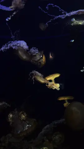 😣🪼#fyp #4upage #aquarium 