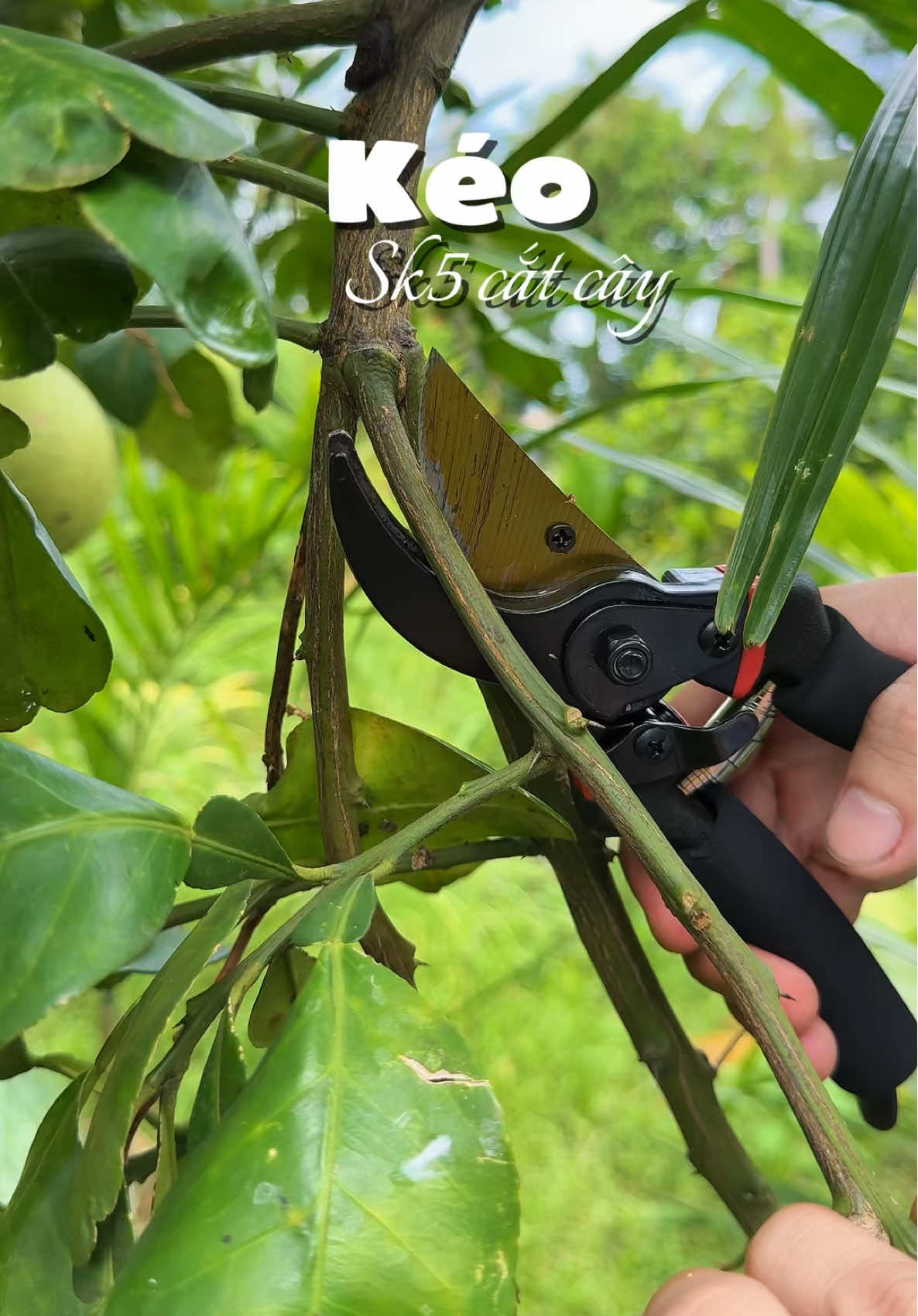 Tiện lợi lắm ạ #haohomhinh 