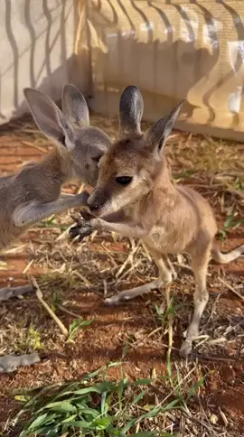 Our sweet orphan euro Twinny is thriving. She is a star at learning to walk and hop. ⭐️🩷 🎥 roo mum Mandi 